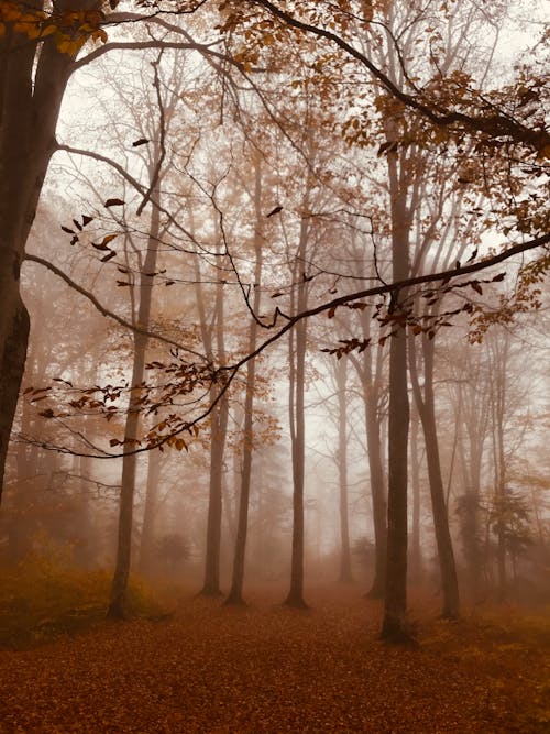 Foggy Autumn Forest