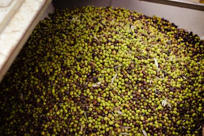 Olive pronte per il confezionamento