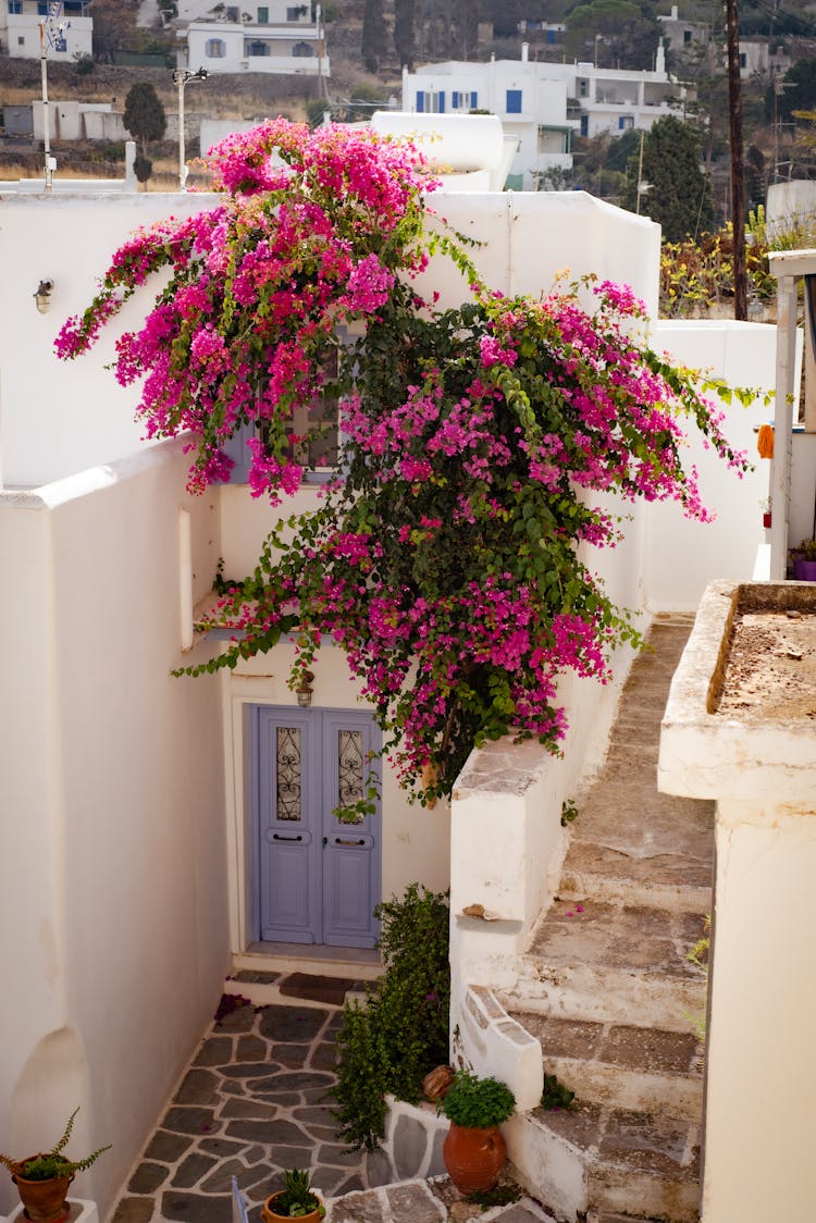 Flowers In Front Of House