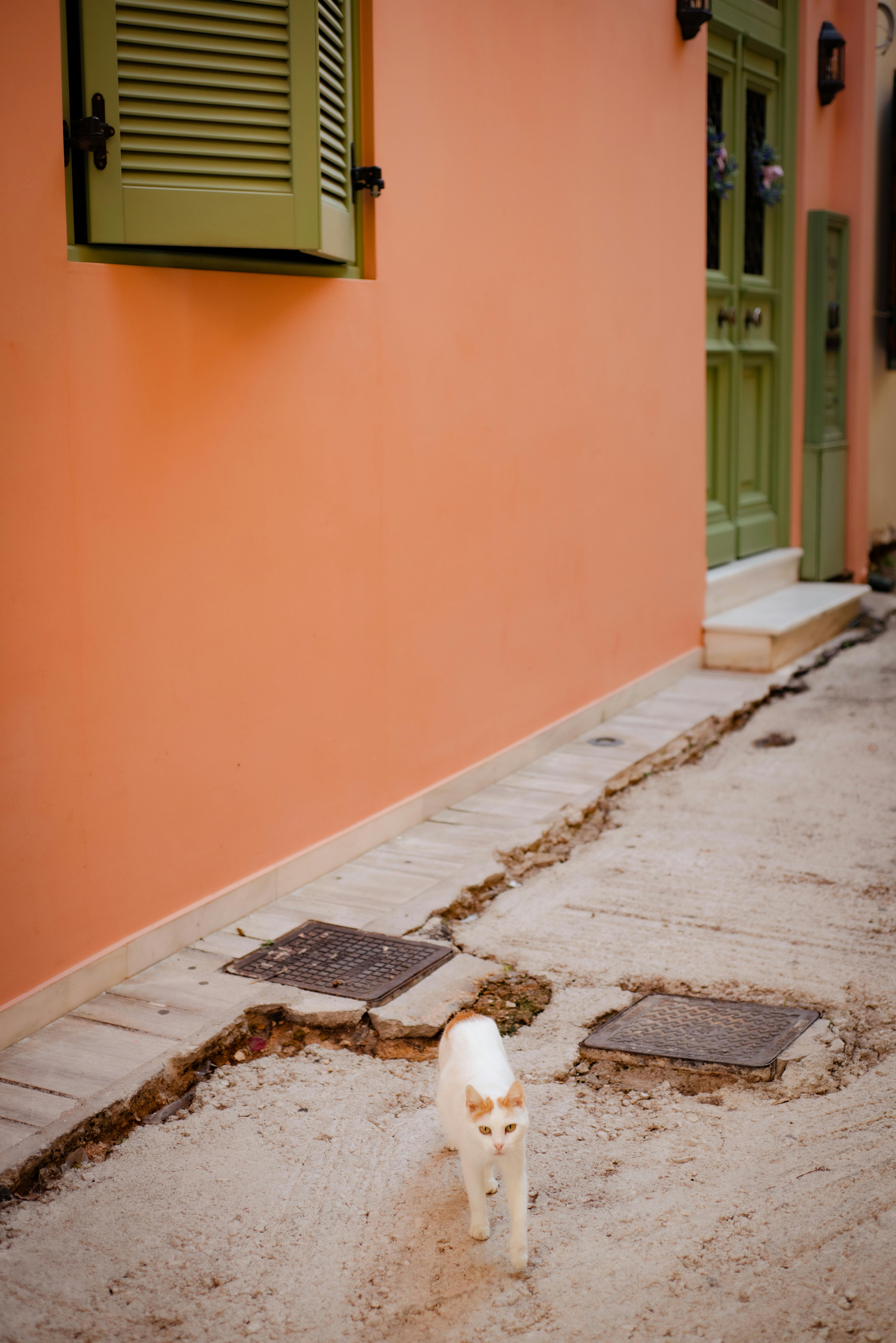 A white cat wanders a colorful street in Nafplion, Greece, showcasing local architecture.
