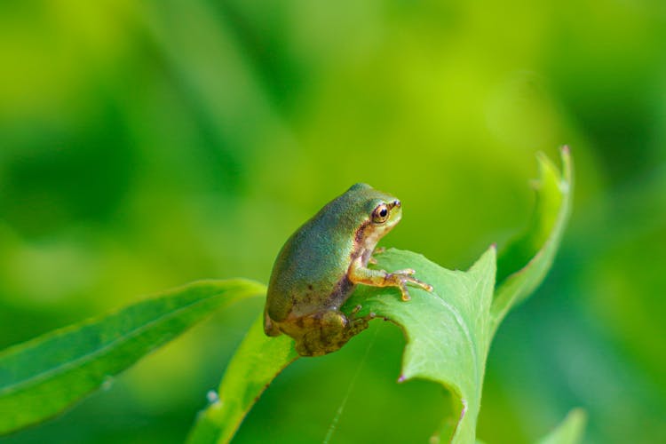 Macro Of Frog Sitting On Leaf