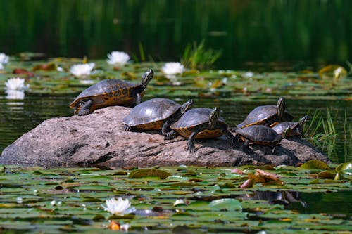 Turtles Sitting on Rock in Swamp