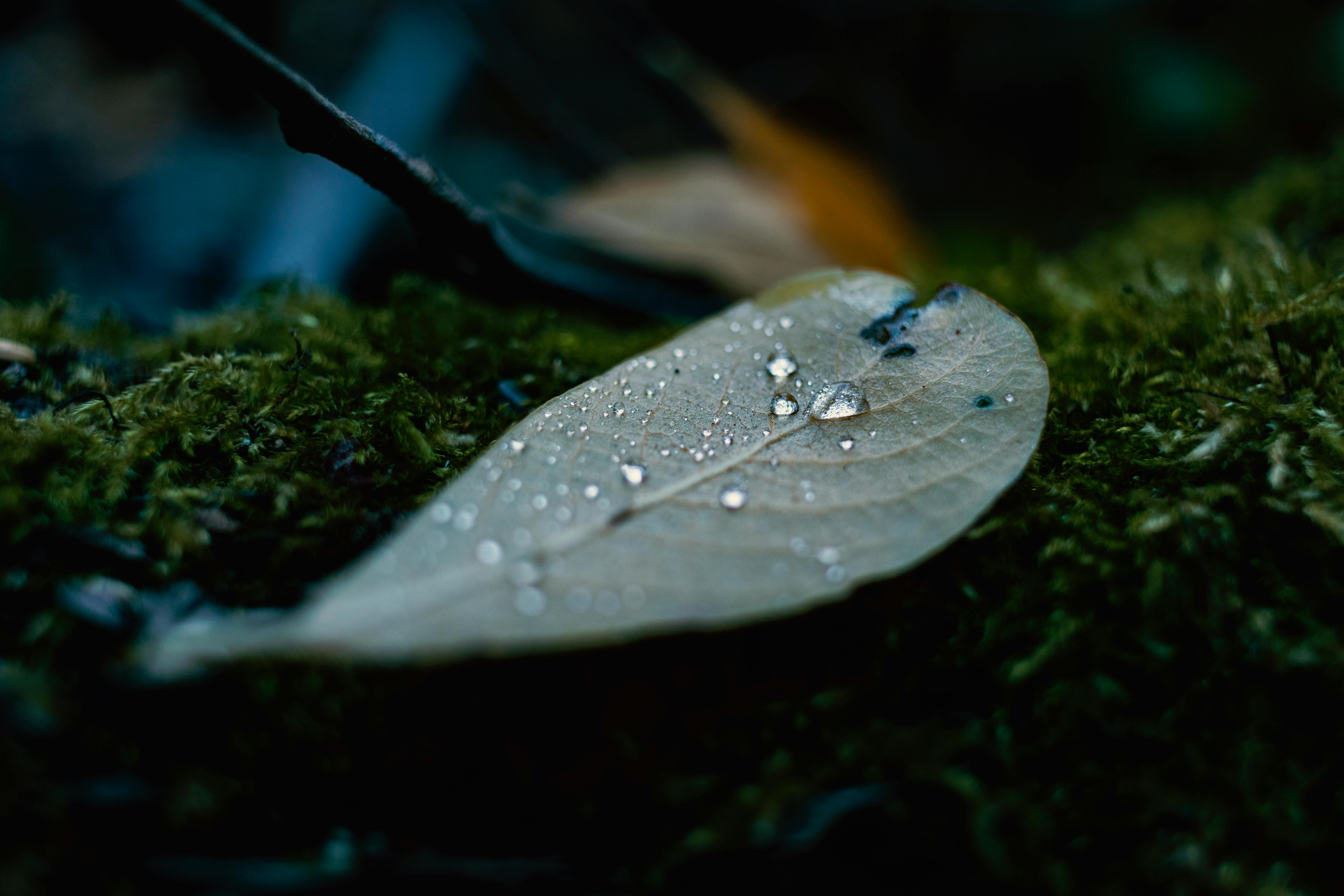 一张详细的宏观照片突出显示了苔藓落叶上的水滴