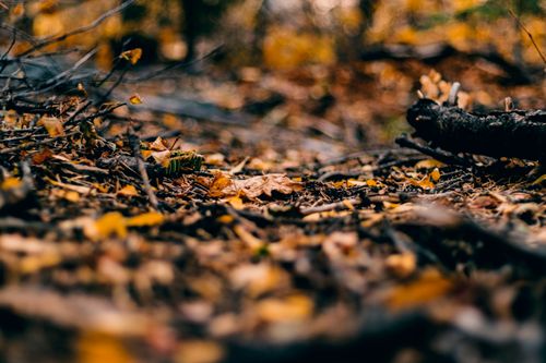 Free Close-up of colorful autumn leaves on forest floor emphasizing the beauty of fall. Stock Photo