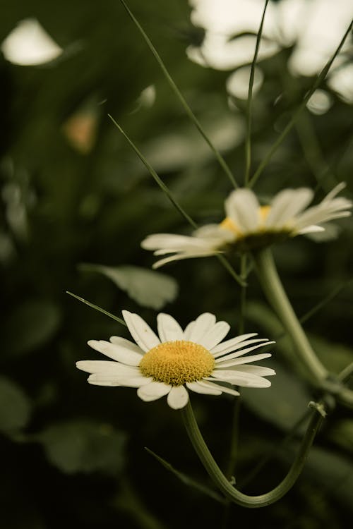 Daisy Flowers in a Meadow