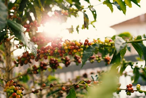 Red and Yellow Coffee Berries on Branch