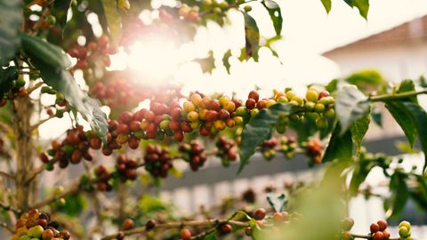 Sunlit coffee plant with ripe cherries on branches, showcasing nature's bounty.