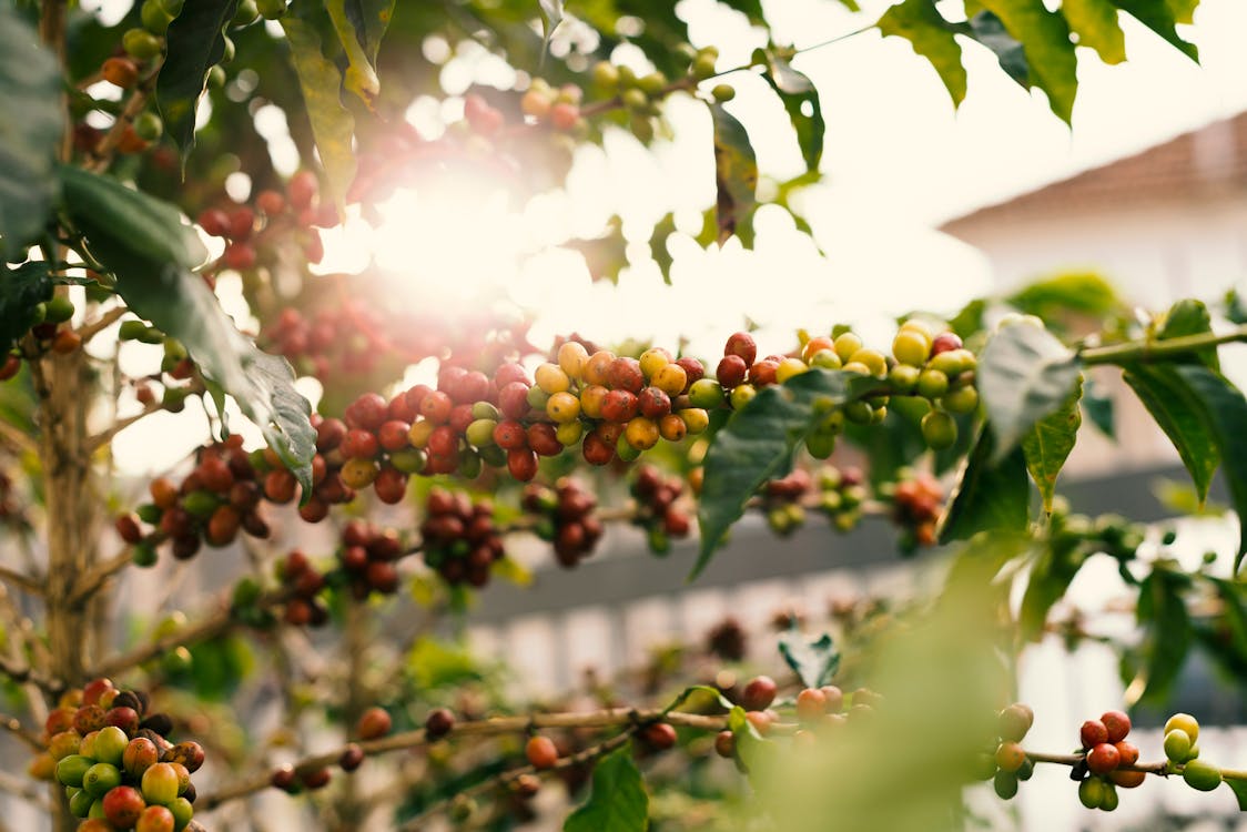 Free Red and Yellow Coffee Berries on Branch Stock Photo