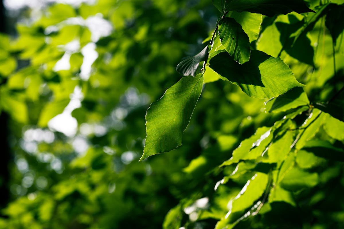 Person recording an educational vertical video on a smartphone with a ring light