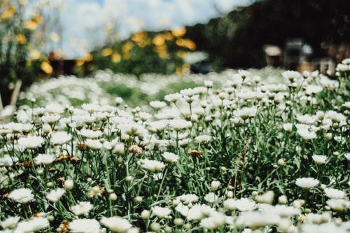 Free A lush field of white daisies under a clear sky, epitomizing natural beauty and tranquility. Stock Photo