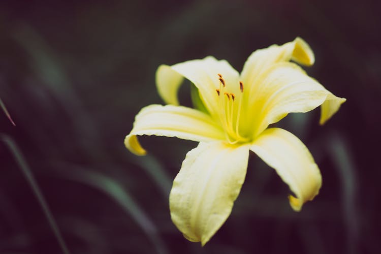 Bright Flower With Yellow Petals