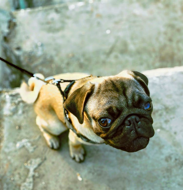 Pug With Leash 