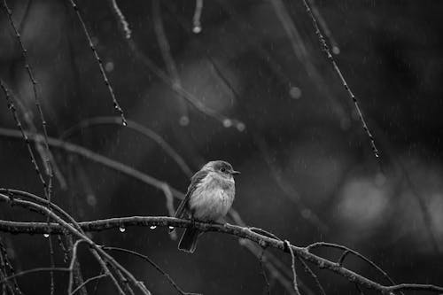 Black and White Photo of Tiny Sparrow Sitting on Branch