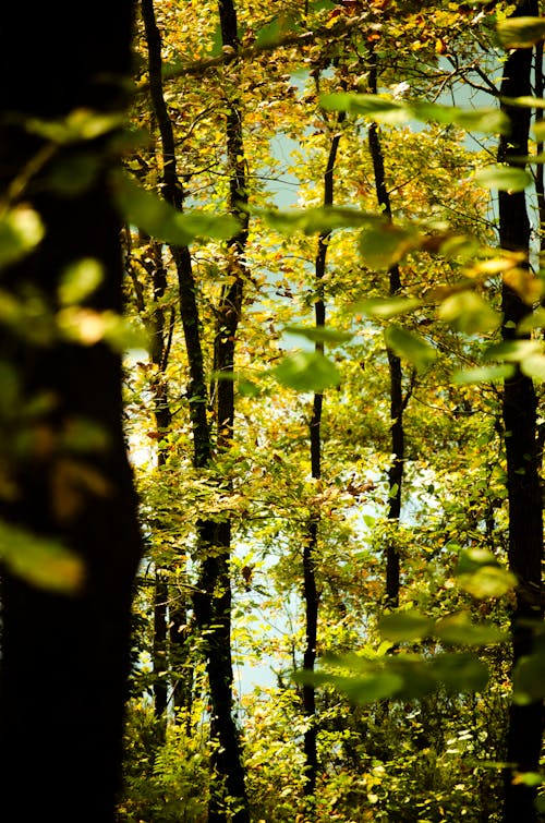 Trees with Yellow Leaves in a Forest 