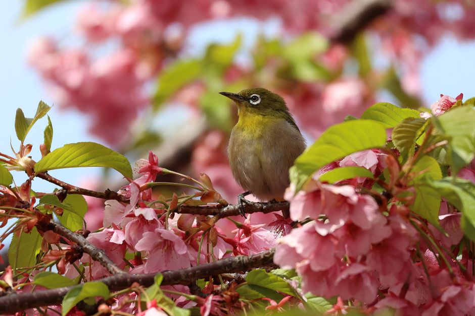 A stunning bird rests amid vibrant cherry blossoms, capturing the essence of spring in a natural setting.
