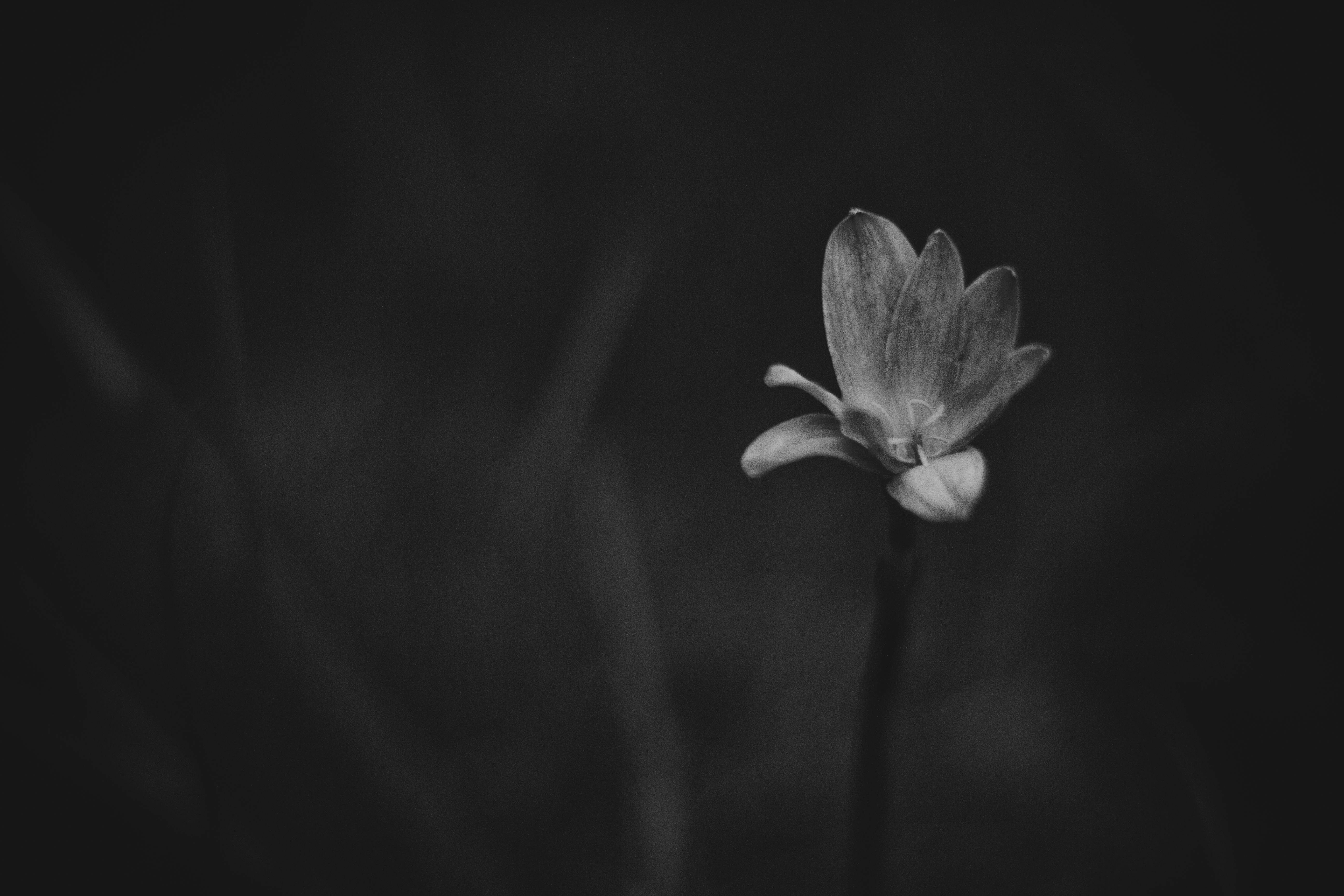 Free stock photo of black and white, flower