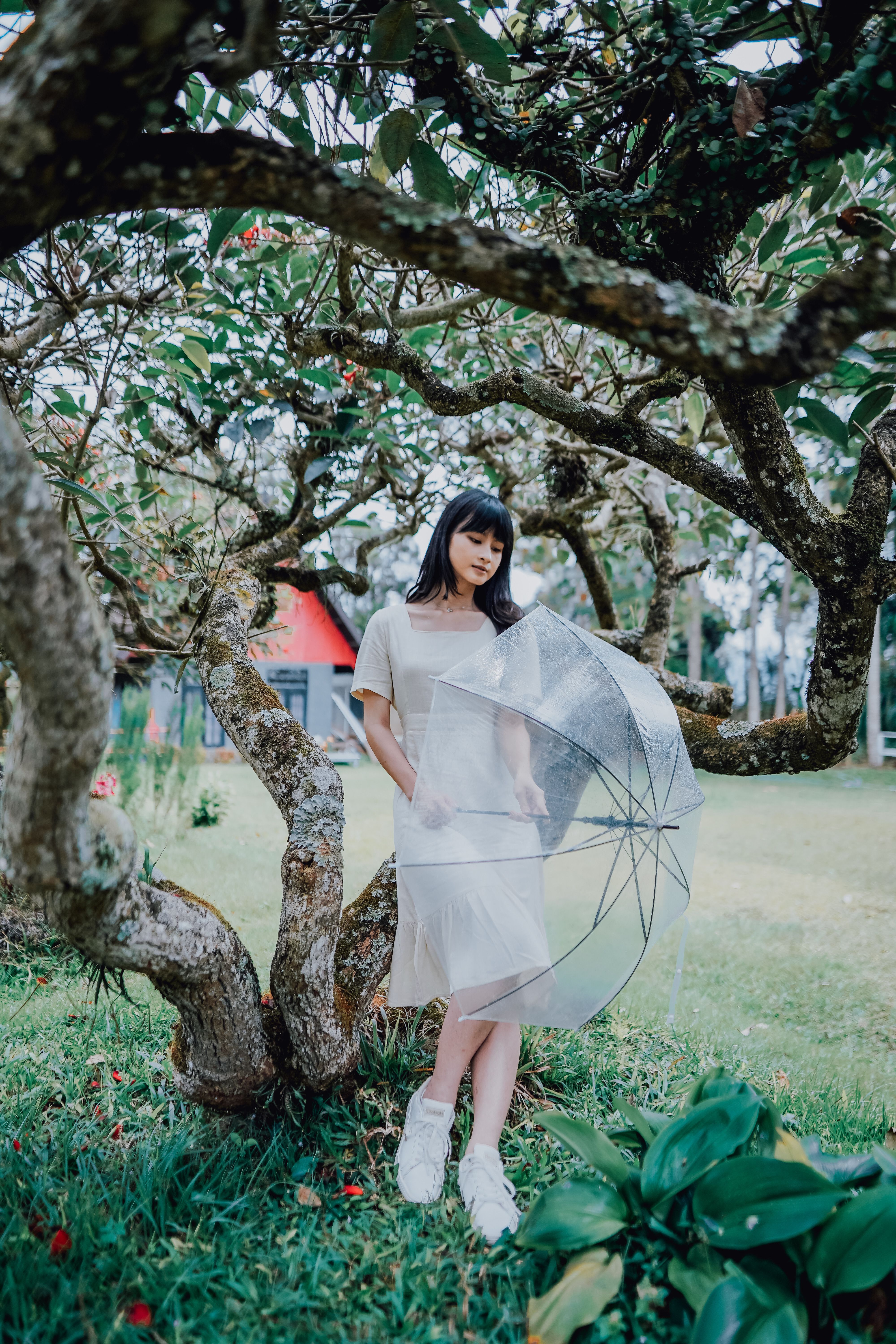 Woman Holding Transparent Umbrella Standing under Tree · Free Stock Photo