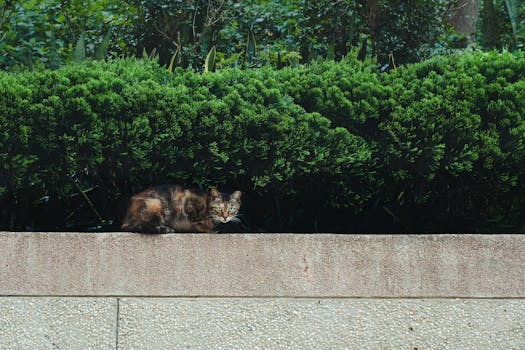 阳光明媚，一只虎斑猫在绿树环绕的花园墙上休息