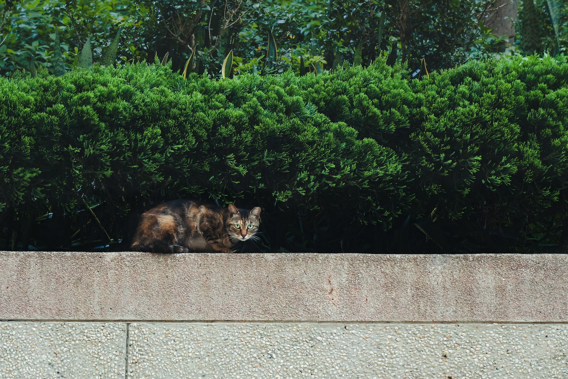 A tabby cat resting on a garden wall surrounded by greenery on a sunny day.