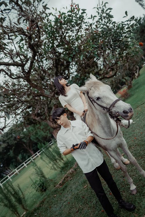 Fotos de stock gratuitas de caballo blanco, de pie, equino