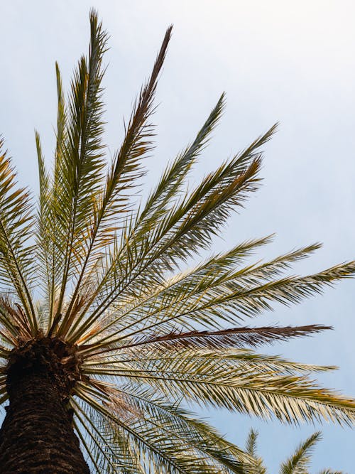 Low Angle Shot of a Palm Tree 