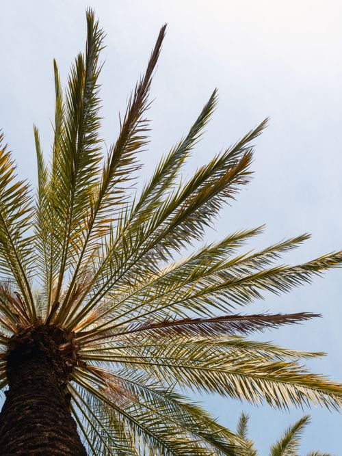 Free Low angle shot of a palm tree with lush green leaves against a bright sky, emphasizing natural beauty. Stock Photo
