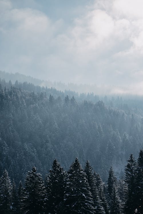 Coniferous Forest Covered with Fog