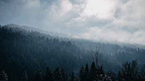 Coniferous Trees Covered with Fog 