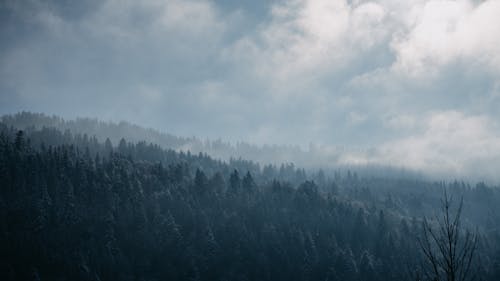 foggy forrest landscape