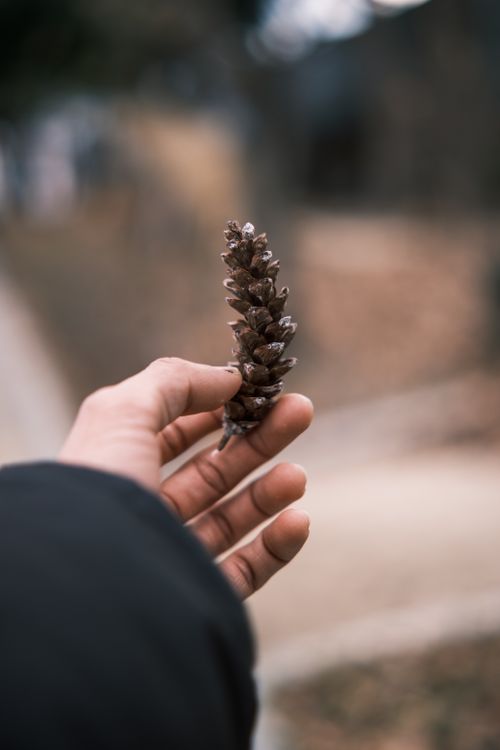 Free A hand holding a pine cone outdoors in Daegu, South Korea. Natural and serene atmosphere. Stock Photo