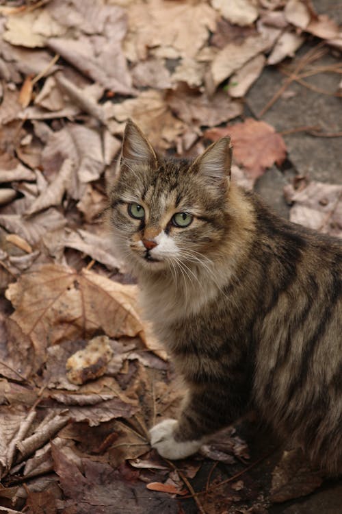 Furry Cat on Fallen Leaves