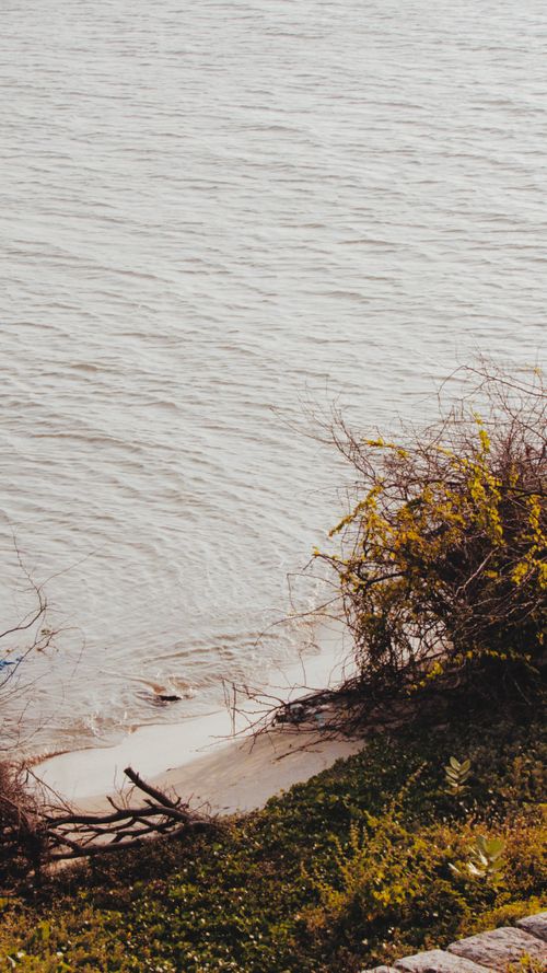 Free Peaceful shoreline with shrubs and gentle waves, Rameswaram. Stock Photo