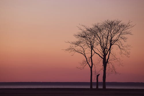 나무, 바탕화면, 실루엣의 무료 스톡 사진