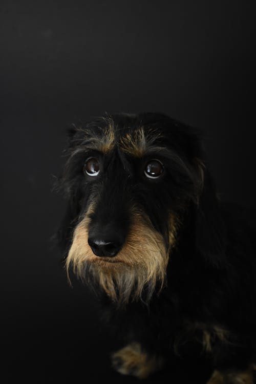 Free Long-coated Black Dog Stock Photo