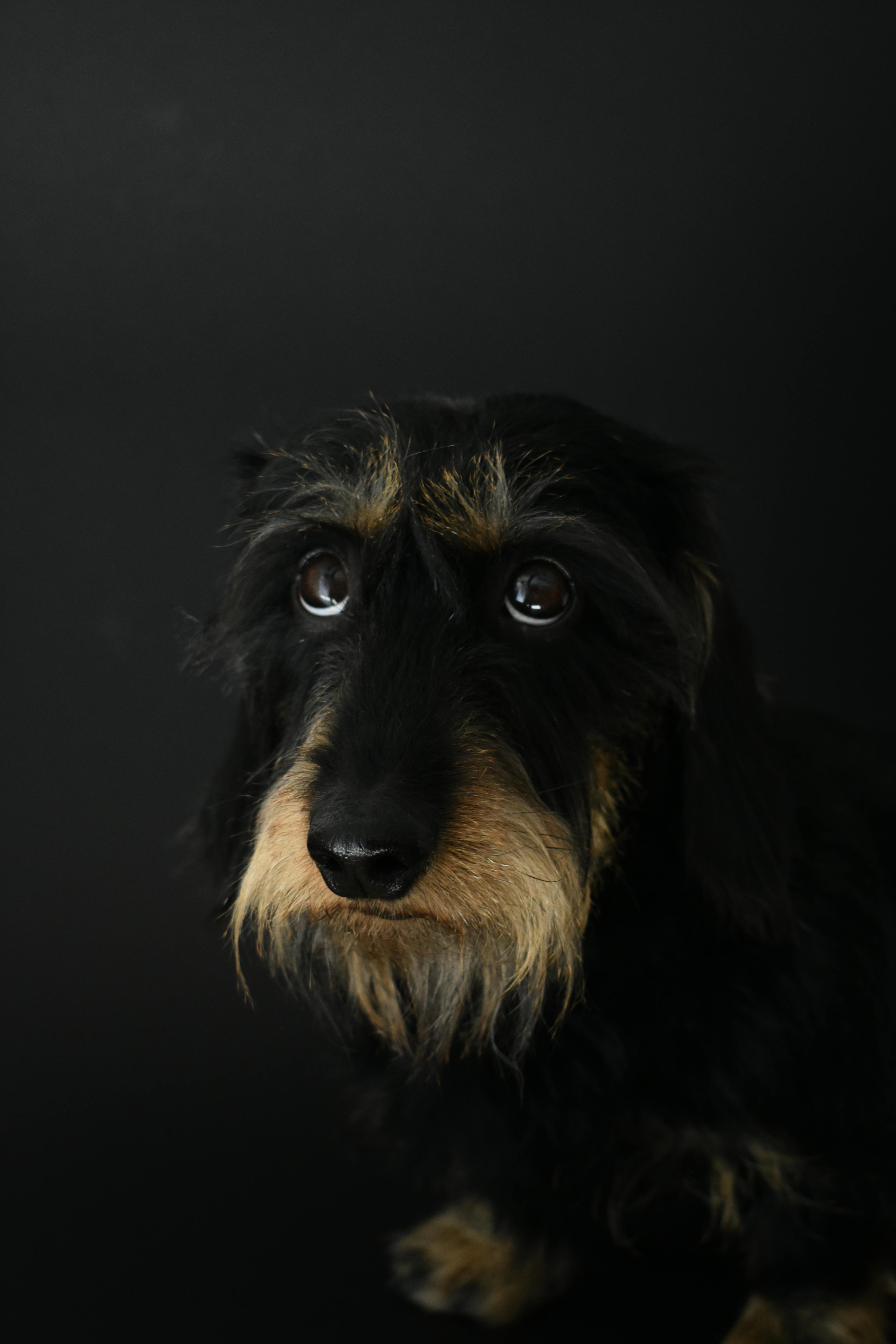 Long-coated Black Dog