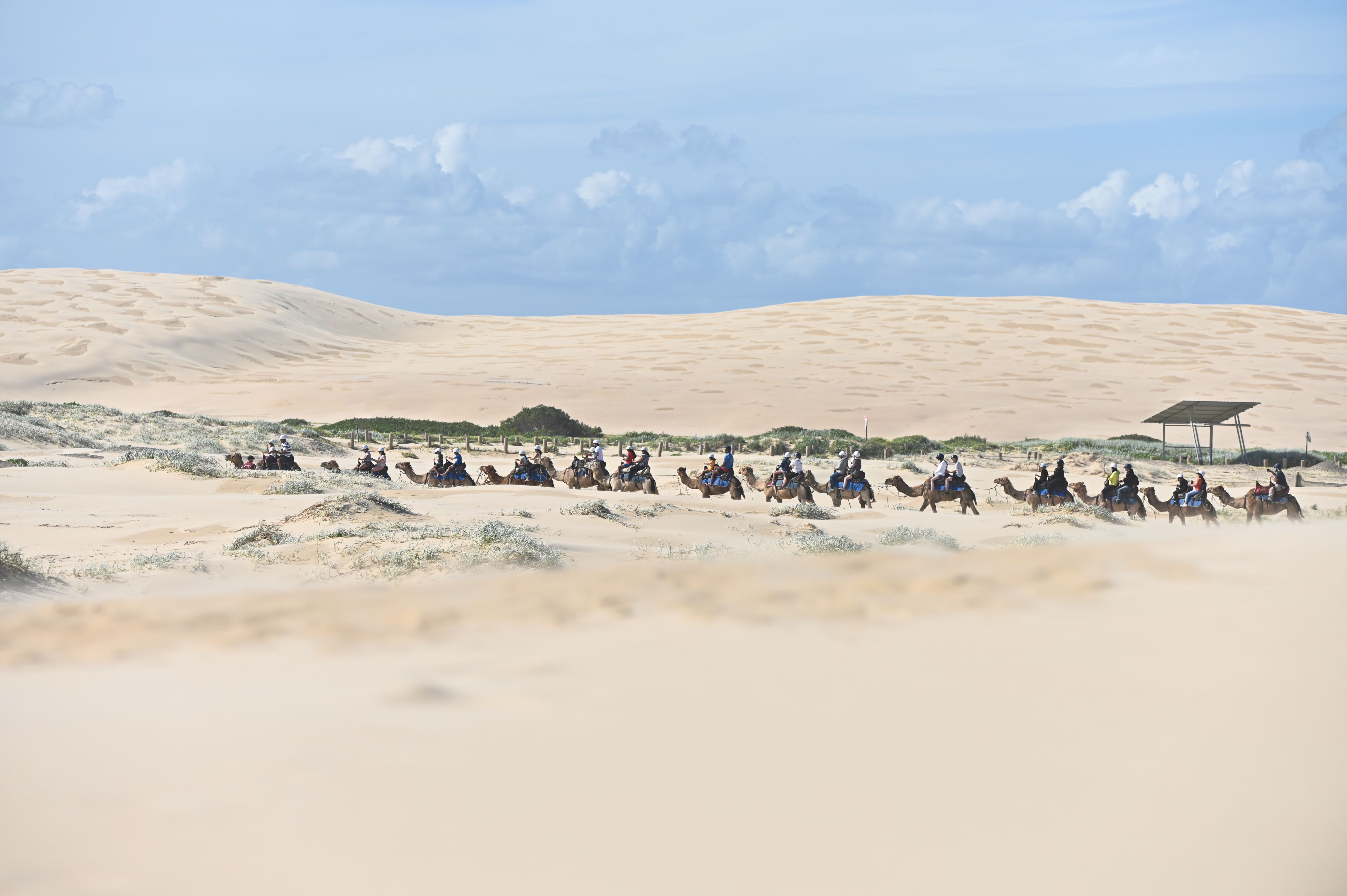 Camel Rides