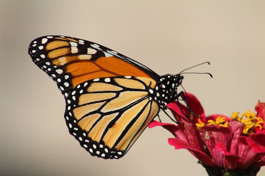 Close-up of a monarch butterfly resting on a red zinnia flower in natural light.
