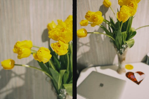 คลังภาพถ่ายฟรี ของ การจัดเรียง, ดอกสีเหลือง, สง่า