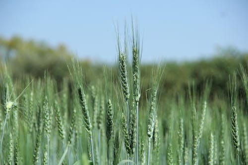 Close-up of Green Wheat 