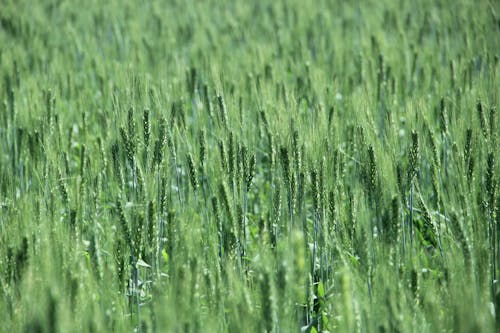 Close up of Green Grain Plants