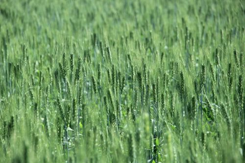 Free Vibrant green wheat field in full bloom, depicting the beauty of nature and agriculture. Stock Photo
