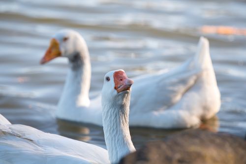 Free Close-up of white swans swimming gracefully in Centennial Park, Australia. Stock Photo