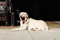 一只放松的拉布拉多猎犬在阳光明媚的车库地板上懒洋洋地躺着打哈欠