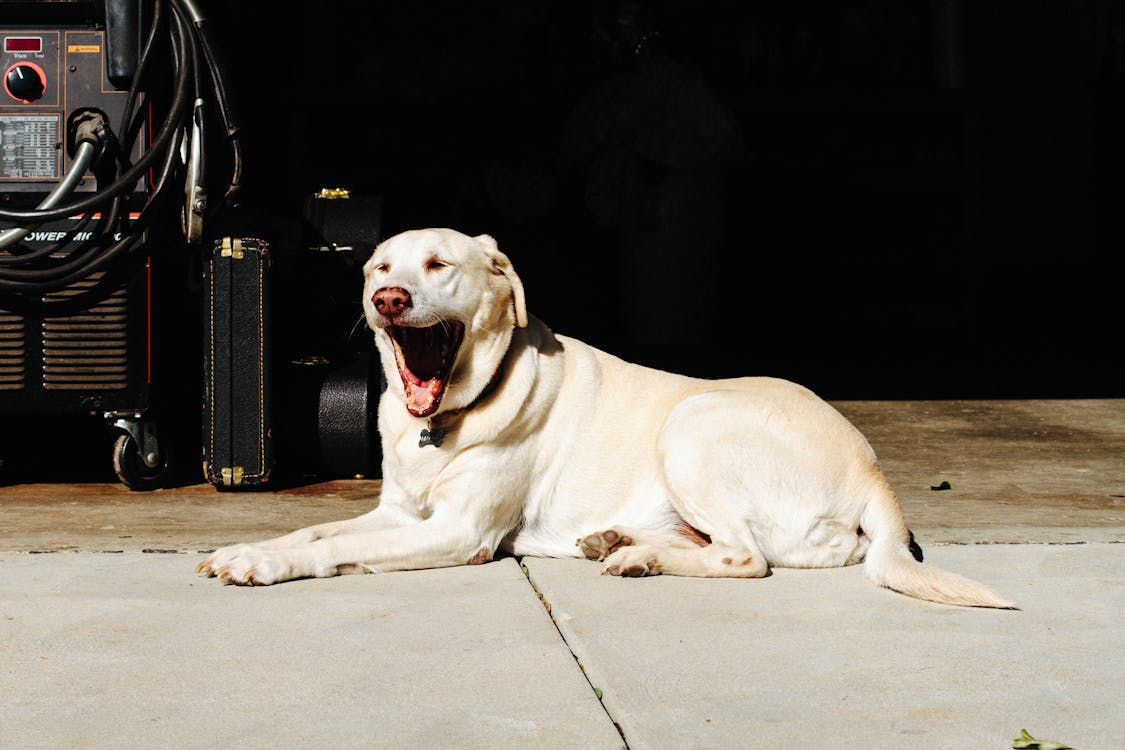 Free Adult Yellow Labrador Retriever Stock Photo