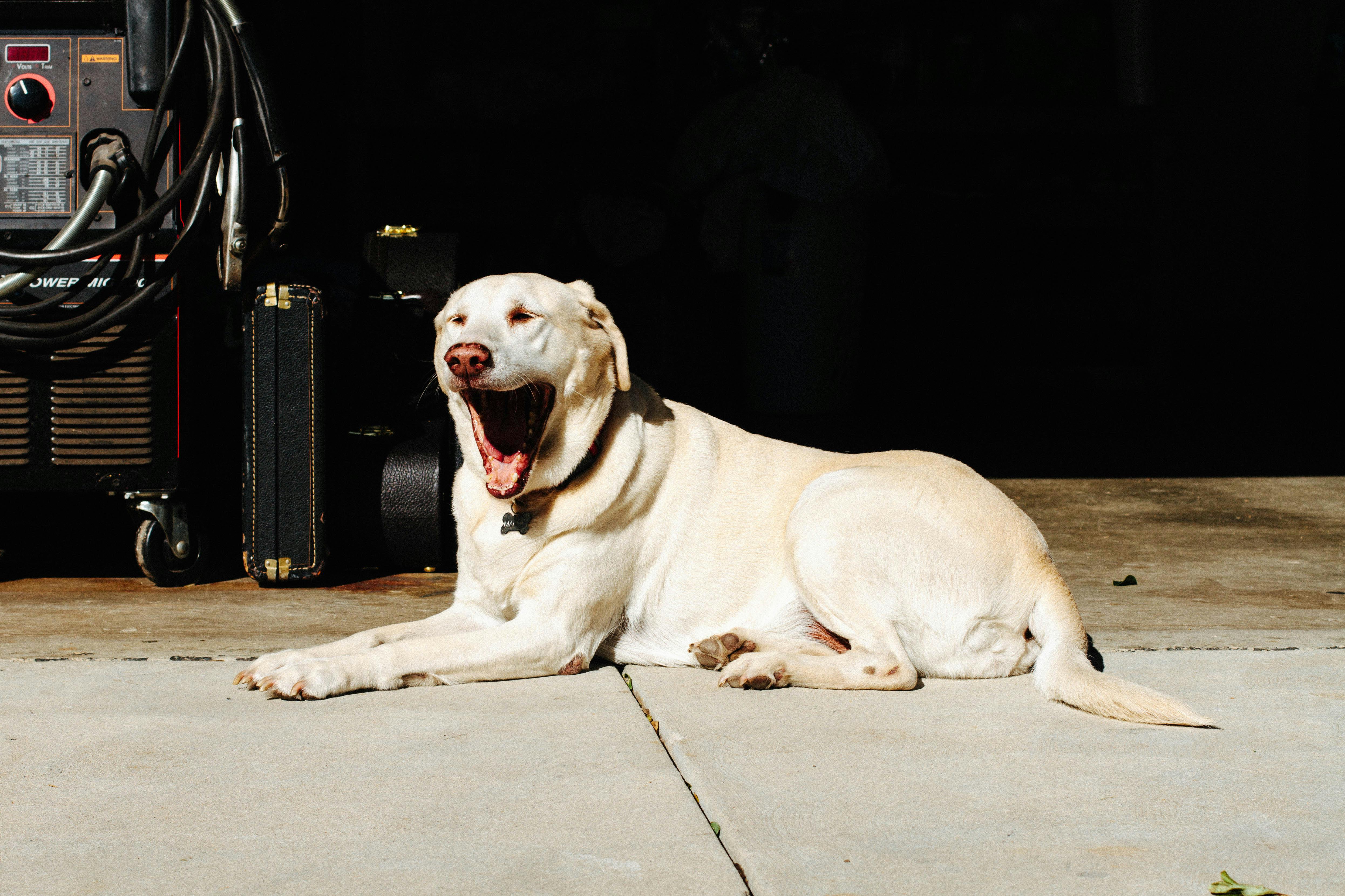 Adult Yellow Labrador Retriever