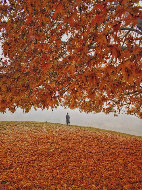 Darmowe zdjęcie z galerii z drzewo, jesień, kolorowy