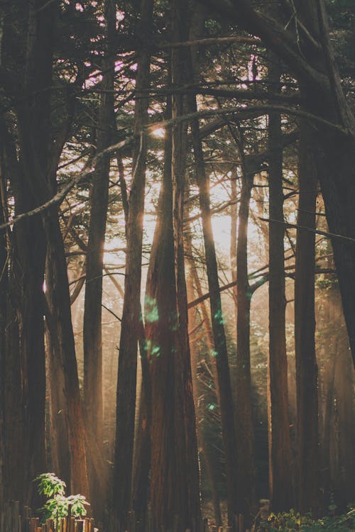 Photo De L'éblouissement Du Soleil à Travers Les Arbres Forestiers