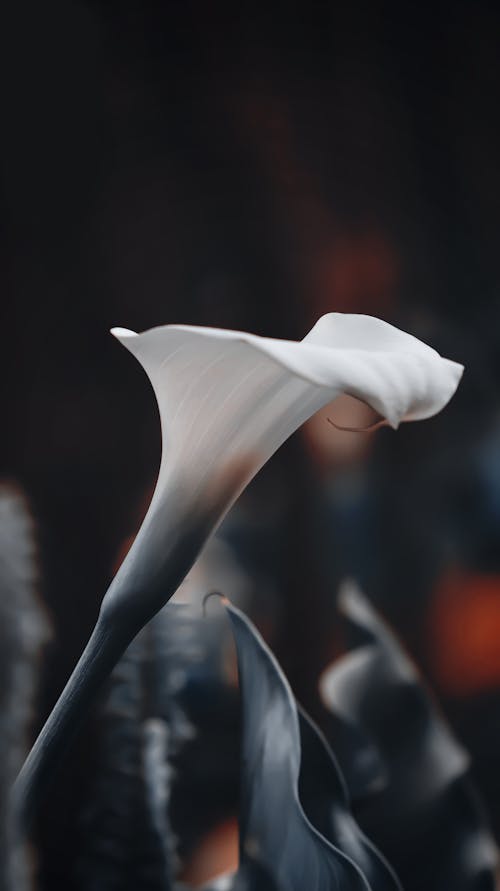 Fotobanka s bezplatnými fotkami na tému 4k pozadie, abstraktné pozadie, arum lily