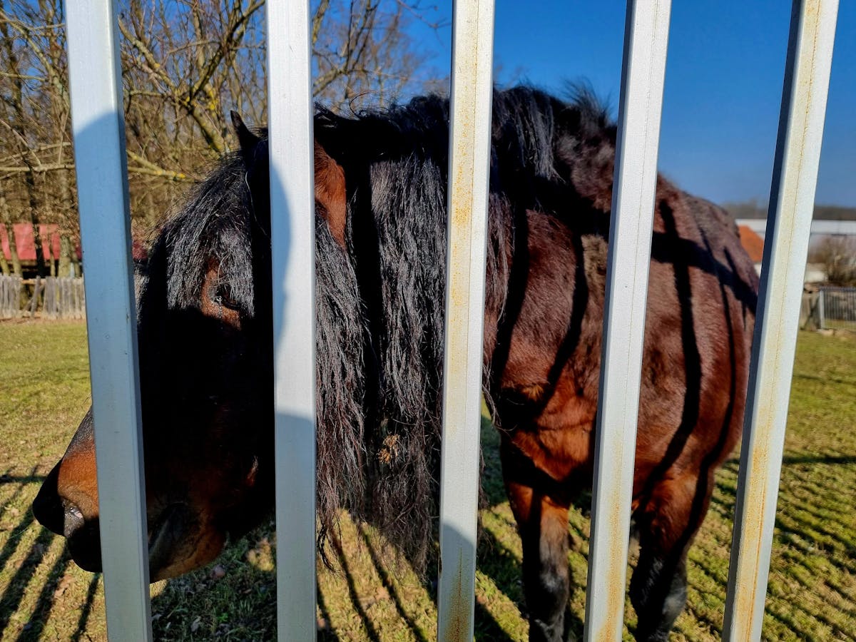 Smartphone displaying a daily steps graph next to headphones and a notebook