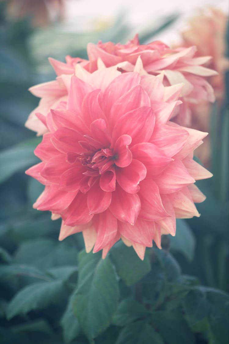 Close Up Of Pink Flower